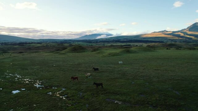 4K Aerial Drone video of Cotopaxi Volcano Horses Green Meadow Sunrise