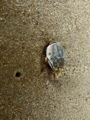 Crustacean walking on the sand on the beach.