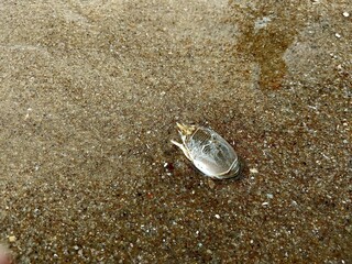 Crustacean digging the beach area.