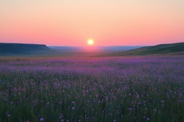 Naklejka premium Sunset over purple wildflowers, serene landscape.