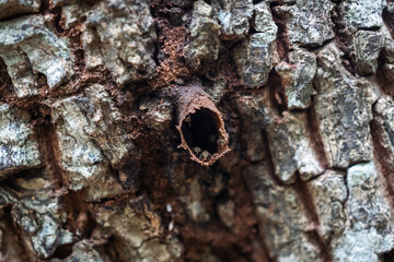 STINGLESS BEES IN A TREE HOLE, MACRO PHOTOGRAPHY, TULUM, MEXICO