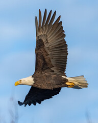 Bald Eagle in flight