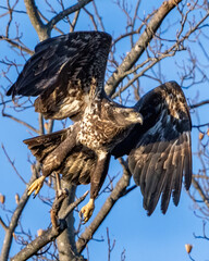 Bald Eagle in flight