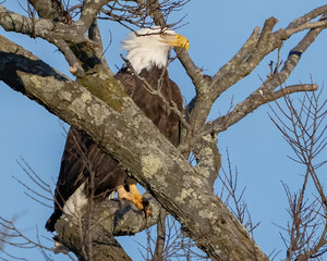 Bald eagle on a perch
