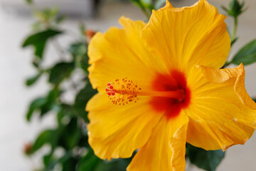 Close-up of yellow Hawaiian Rose of Sharon flower (Hibiscus rosa-sinensis) in bloom.