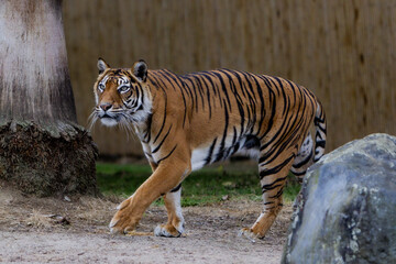 Tiger walking to assert his authority on his den