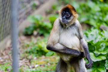 Primate looking outside its enclosure
