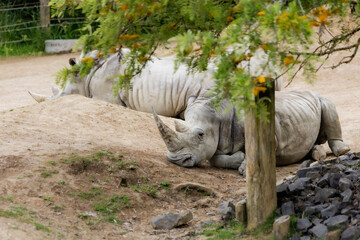 Rhinoceros' relaxing inside their habitat