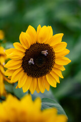 Obraz premium Sunflower close up with bees pollenating 