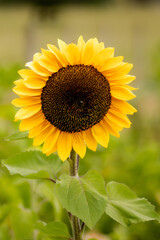 Obraz premium Sunflower close up 
