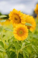 Obraz premium A pair of small sunflowers