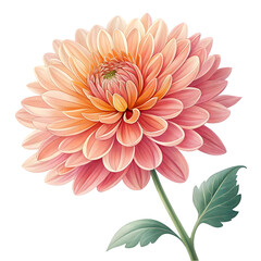 illustration of dahlia flower