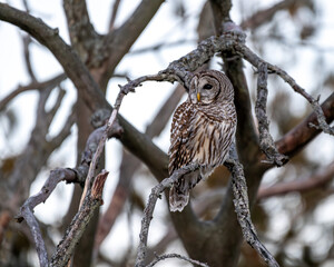 barred owl