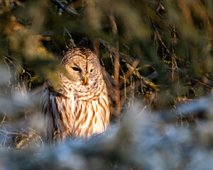 barred owl