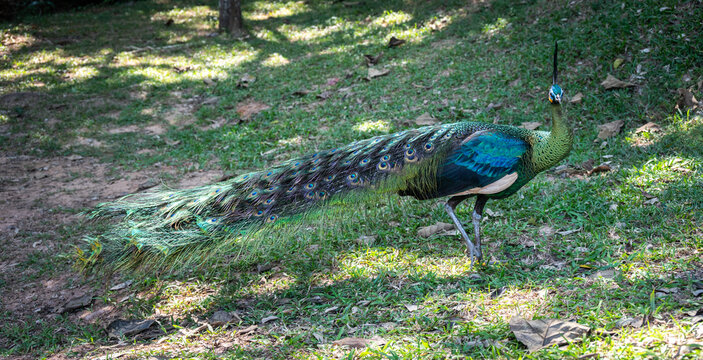 Green Peafowl (or Thai Peacok) living in Mae Puem National Park in Phayao province of Thailand. This is a peafowl species native to the tropical forests of Southeast Asia. 