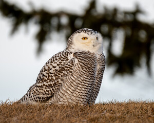 snowy owl