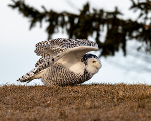 snowy owl in flight