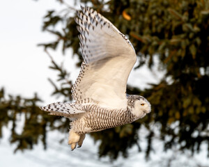 snowy owl in flight