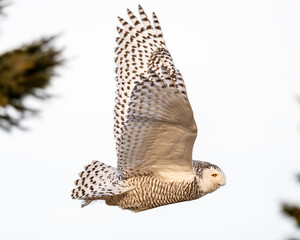 snowy owl in flight
