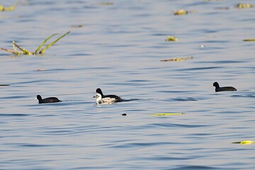 Ducks in wetland