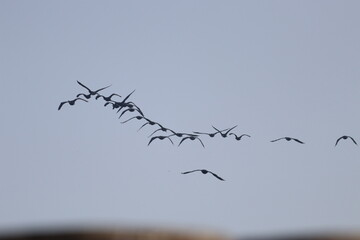 Ducks in flight