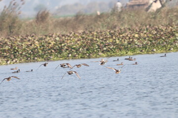 Ducks in wetland
