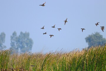 Ducks in flight