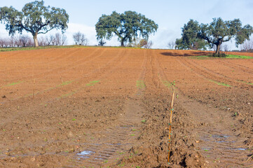 The beginning of a harvest: young almond plantation with support guides.
