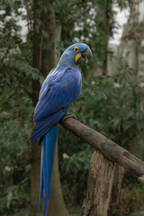 The hyacinth macaw (Anodorhynchus hyacinthinus), or hyacinthine macaw, a parrot native to central and eastern South America perching on a tree branch
