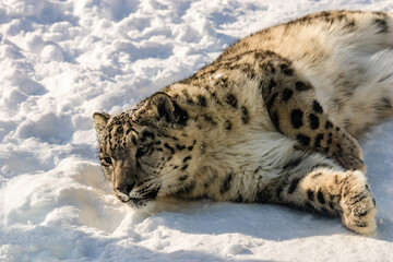 Fototapeta premium A snow leopard is laying in the snow