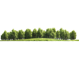 Fototapeta premium Green trees in the forest isolated on white background