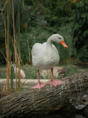 A goose perching on the trunk of a tree near the pond