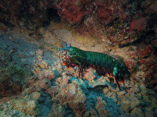 Peacock mantis shrimp hiding in the rocks of a tropical coral reef