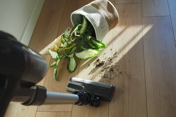 An unfortunate accident involving a potted plant and a vacuum cleaner