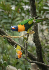 Red-collared Lorikeet parrot perching on the branch of a tree
