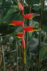 Heliconia flowering plant also known as false bird of paradise, blooming in the garden