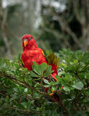 Red Lory parrot perching on the branch of a tree