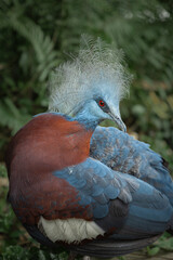 Sclater's crowned pigeon (Goura sclaterii) a large, terrestrial pigeon