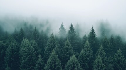 Fototapeta premium A forest with trees covered in fog
