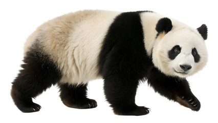 Naklejka premium Giant Panda Bear. 