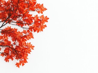 Fiery autumn maple tree canopy with vibrant red and orange hues of leaves against a clean white background showcasing the stunning natural beauty of the changing seasons