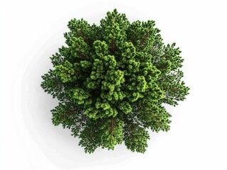 Obraz premium Detailed of a towering pine tree canopy with dense lush green needles set against a white background showcasing the natural beauty and complexity of this evergreen plant in an palette