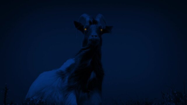 Scary Goat With Glowing Eyes At Night