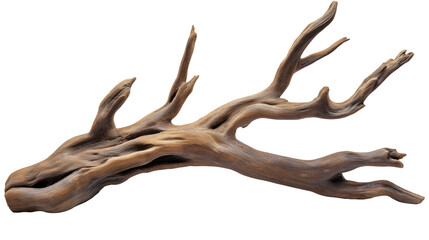 Fototapeta premium branch of dry tree isolated on transparent white background, clipping path