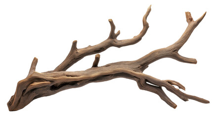 Fototapeta premium branch of dry tree isolated on transparent white background, clipping path