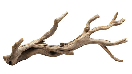 branch of dry tree isolated on transparent white background, clipping path