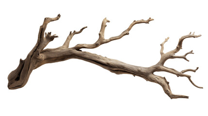 Fototapeta premium branch of dry tree isolated on transparent white background, clipping path