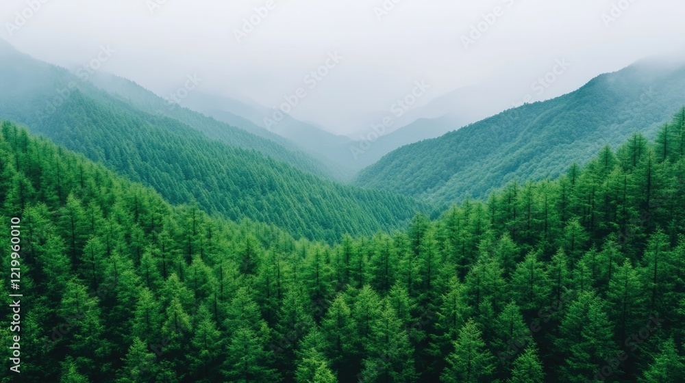 Aufkleber sweeping panoramic view of a vast dense forest of towering evergreen trees blanketing the slopes and