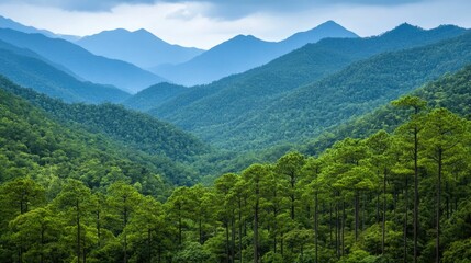 Naklejka premium Vast lush evergreen forest blanketing the rugged slopes of a towering mountain range creating a serene and natural landscape