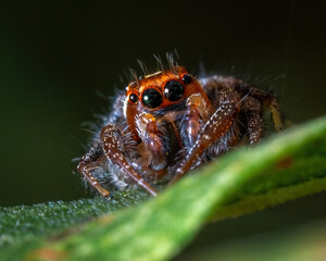 A Sylvan Jumping Spider (Colonus sylvanus) observes from its leaf.